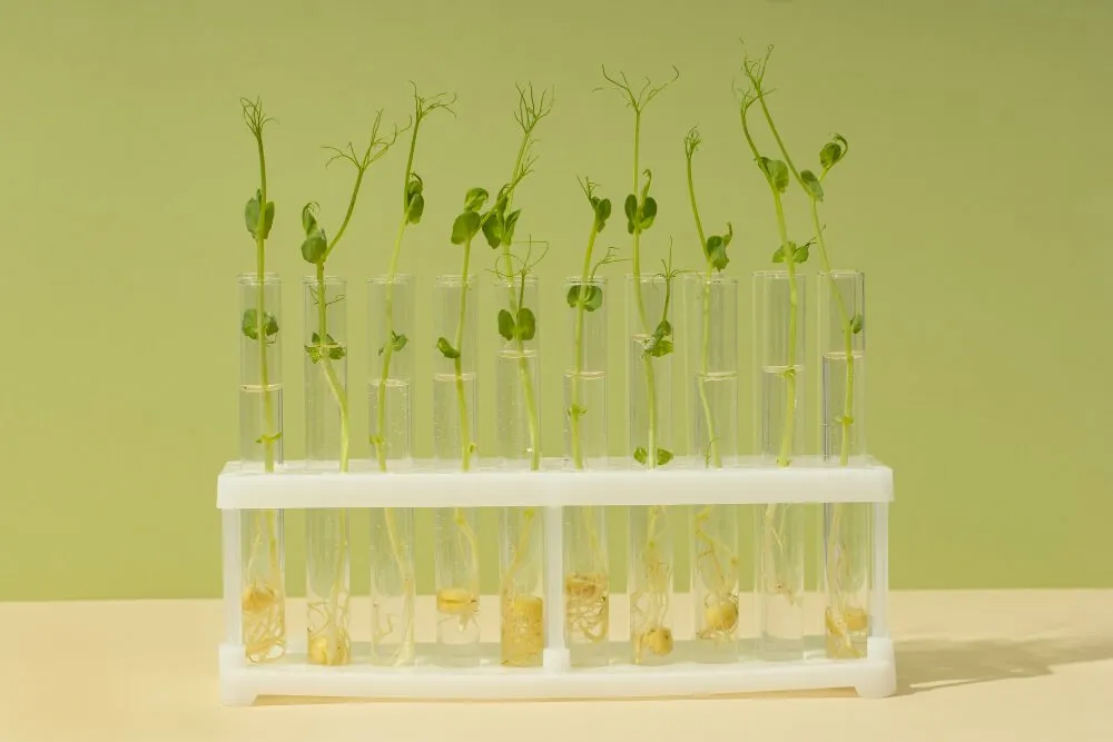 biotechnology agriculture