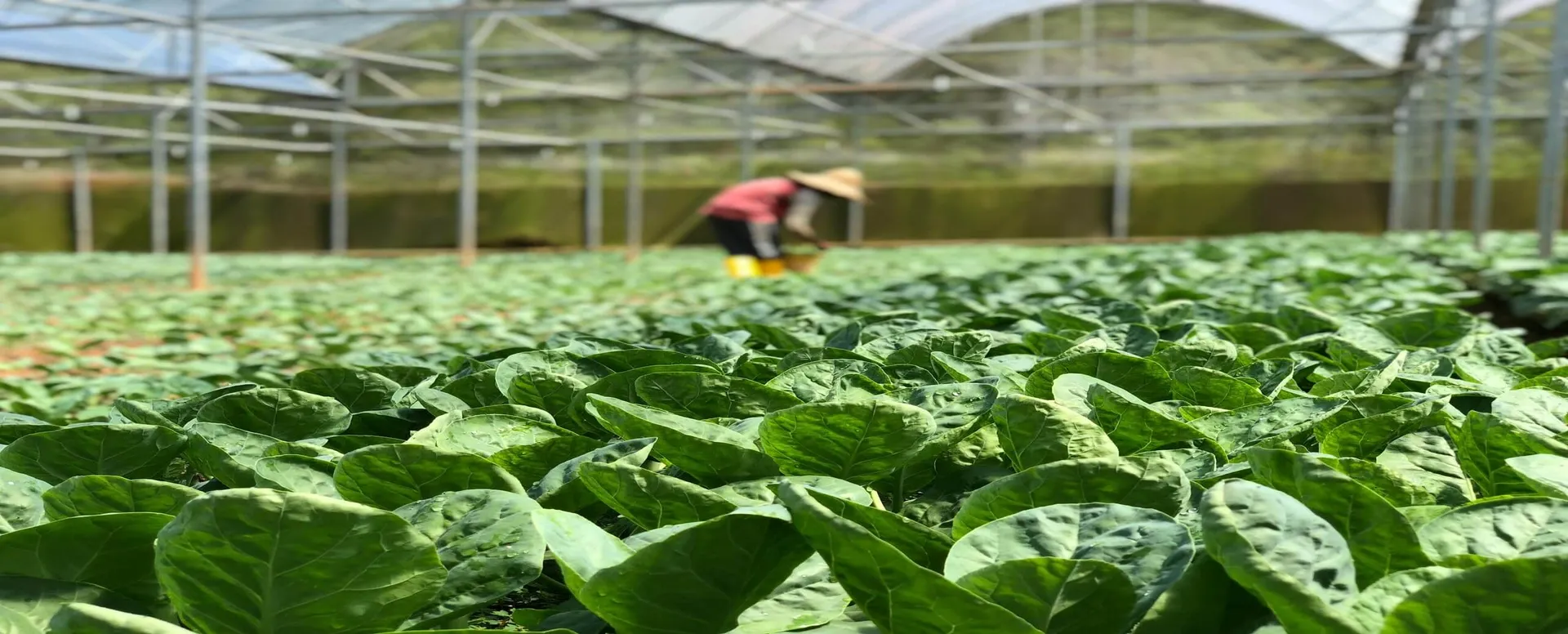 Traceability in agriculture: challenges, technologies and benefits