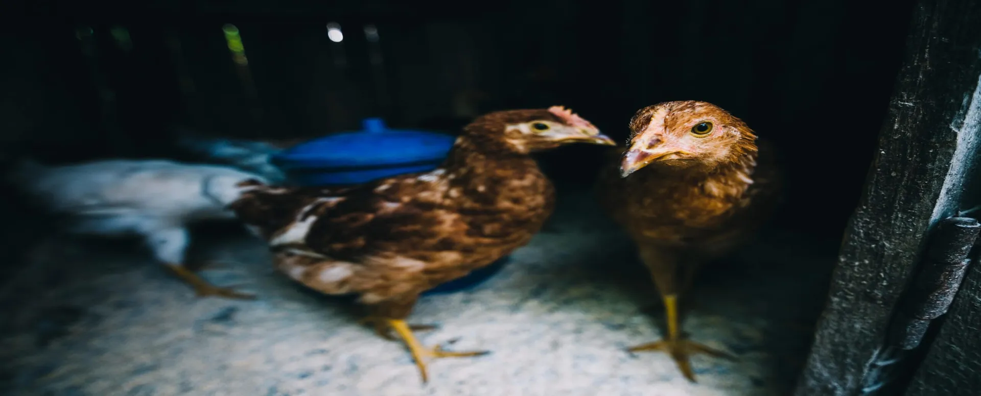bird flu