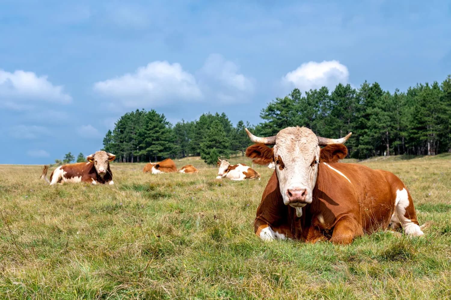 pasture management systems, cultivate