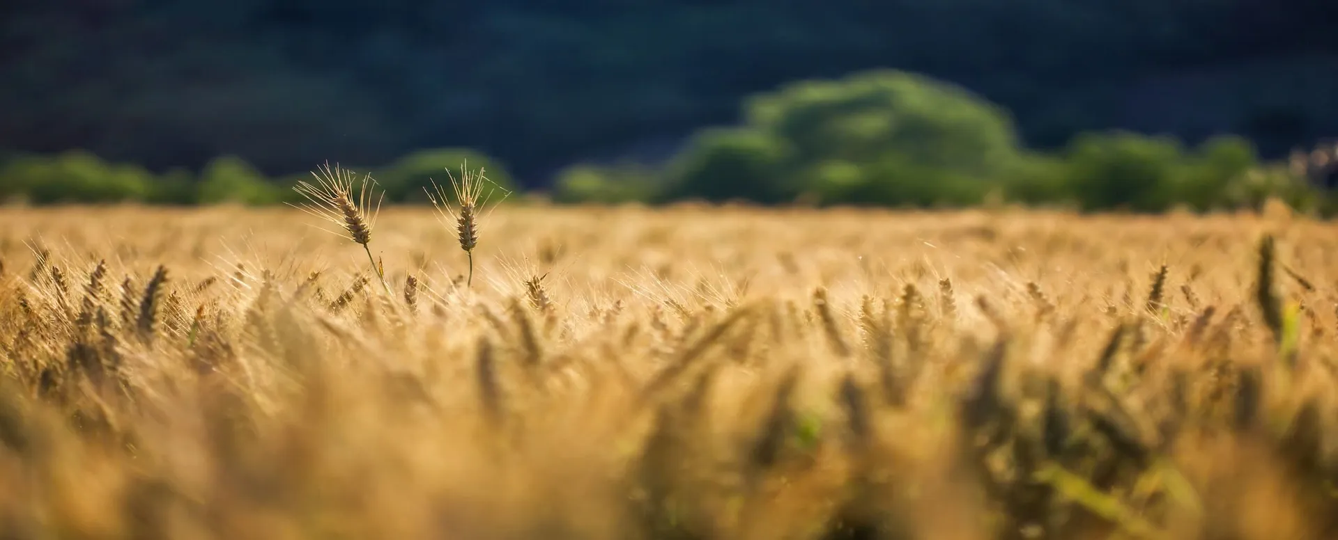 crop monitoring