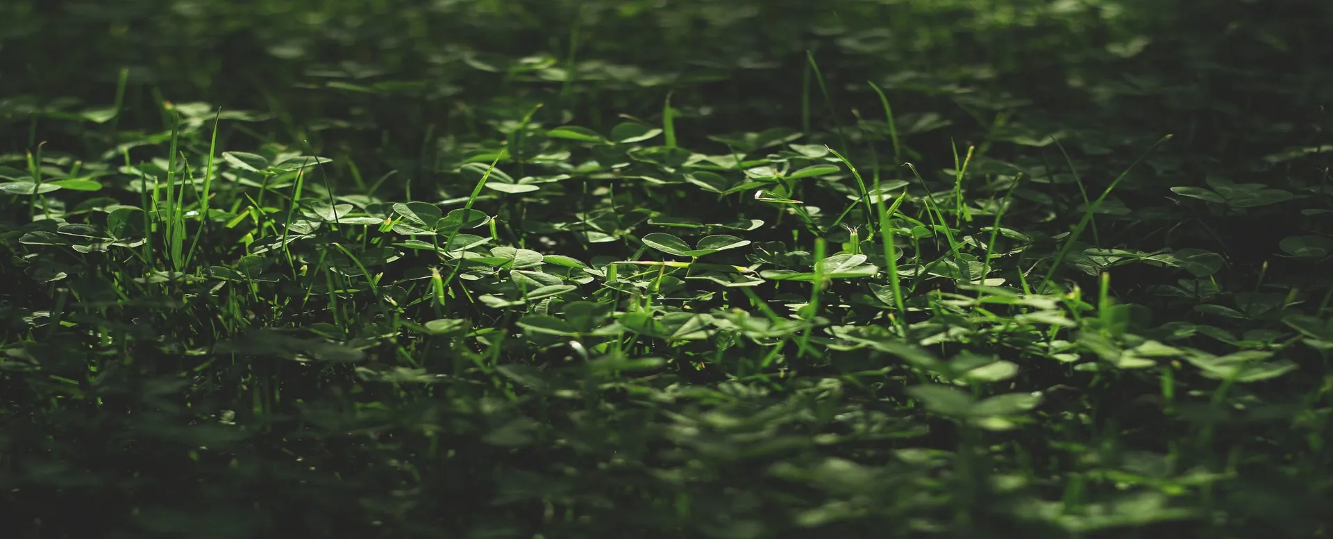 Smart Farming with Variable Rate Fertilizer: Technology, Tools, and Benefits
