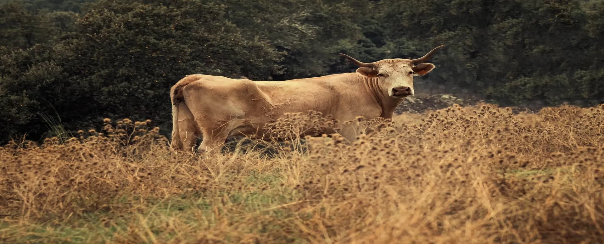 milking a cow