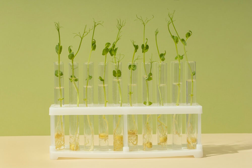 biotechnology agriculture 